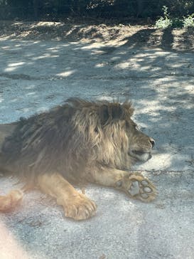 群馬サファリパークに投稿された画像（2025/9/9）