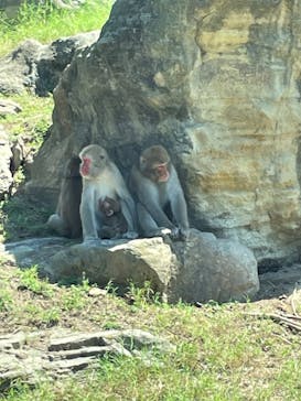 群馬サファリパークに投稿された画像（2025/9/9）