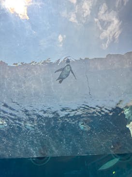 島根県立 しまね海洋館に投稿された画像（2025/9/9）