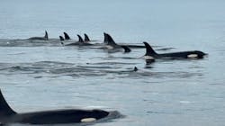 知床ネイチャークルーズに投稿された画像（2025/9/9）