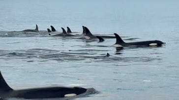 知床ネイチャークルーズに投稿された画像（2025/9/9）