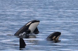 知床ネイチャークルーズに投稿された画像（2025/9/9）