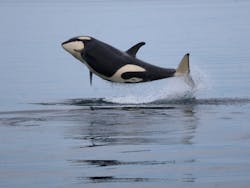 知床ネイチャークルーズに投稿された画像（2025/9/9）