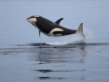 知床ネイチャークルーズに投稿された画像（2025/9/9）