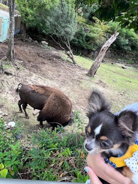 伊豆アニマルキングダムに投稿された画像（2025/9/9）