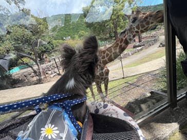 伊豆アニマルキングダムに投稿された画像（2025/9/9）