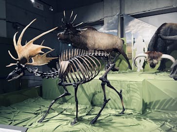 特別展「氷河期展 〜人類が見た4万年前の世界〜」（国立科学博物館）に投稿された画像（2025/9/10）