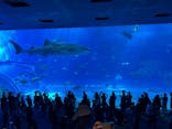 沖縄美ら海水族館に投稿された画像（2025/9/10）