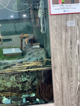 サンシャイン水族館に投稿された画像（2025/9/10）