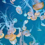 新江ノ島水族館に投稿された画像（2025/9/10）