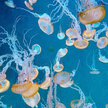 新江ノ島水族館に投稿された画像（2025/9/10）