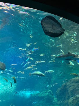 新江ノ島水族館に投稿された画像（2025/9/10）