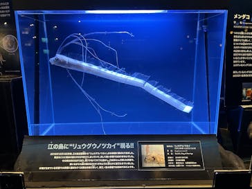 新江ノ島水族館に投稿された画像（2025/9/10）