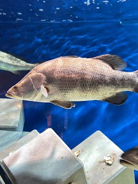 マリンワールド海の中道に投稿された画像（2025/9/10）