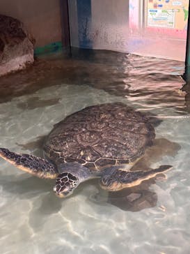 伊豆・三津シーパラダイスに投稿された画像（2025/9/10）