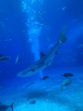 沖縄美ら海水族館に投稿された画像（2025/9/10）