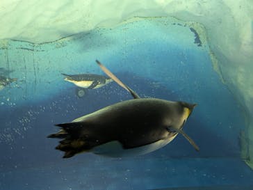 名古屋港水族館に投稿された画像（2025/9/10）