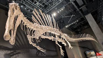 福井県立恐竜博物館に投稿された画像（2025/9/10）