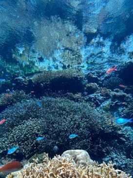 沖縄美ら海水族館に投稿された画像（2025/9/10）