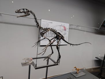 福井県立恐竜博物館に投稿された画像（2025/9/10）