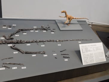 福井県立恐竜博物館に投稿された画像（2025/9/10）