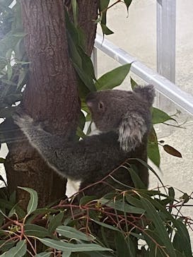 淡路ファームパーク イングランドの丘に投稿された画像（2025/9/10）