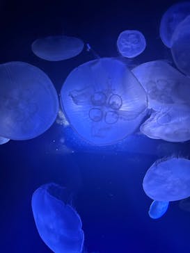 サンシャイン水族館に投稿された画像（2025/9/10）