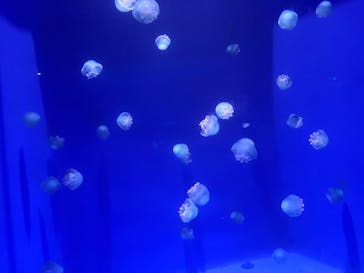 新江ノ島水族館に投稿された画像（2025/9/10）