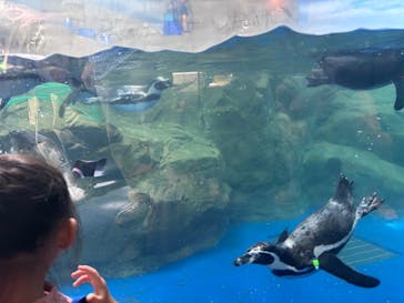 新江ノ島水族館に投稿された画像（2025/9/10）