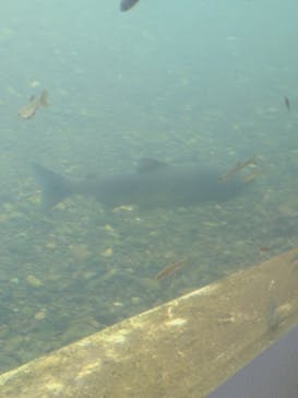 サケのふるさと 千歳水族館に投稿された画像（2025/9/10）