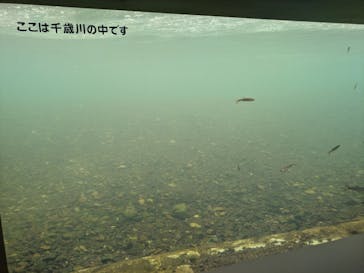 サケのふるさと 千歳水族館に投稿された画像（2025/9/10）