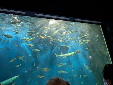 サケのふるさと 千歳水族館に投稿された画像（2025/9/10）