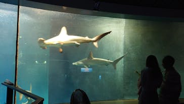 葛西臨海水族園に投稿された画像（2025/9/10）