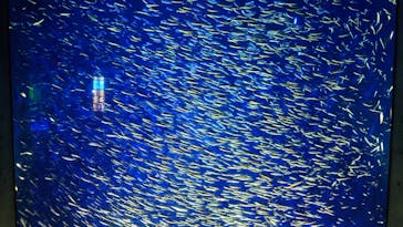 大分マリーンパレス水族館 「うみたまご」に投稿された画像（2025/9/10）