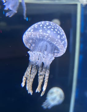 新江ノ島水族館に投稿された画像（2025/9/10）