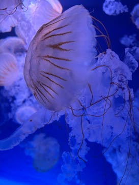 新江ノ島水族館に投稿された画像（2025/9/10）
