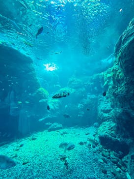 新江ノ島水族館に投稿された画像（2025/9/11）