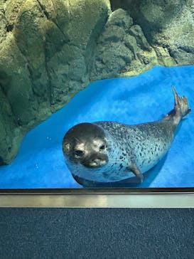 新江ノ島水族館に投稿された画像（2025/9/11）