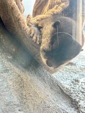 新江ノ島水族館に投稿された画像（2025/9/11）