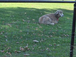 さっぽろ羊ヶ丘展望台に投稿された画像（2025/9/11）