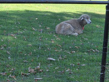 さっぽろ羊ヶ丘展望台に投稿された画像（2025/9/11）