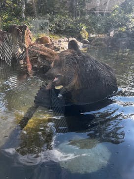 サホロリゾート　ベア･マウンテンに投稿された画像（2025/9/11）