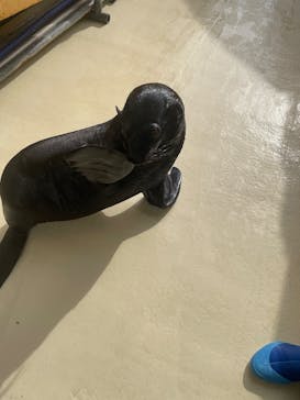 新江ノ島水族館に投稿された画像（2025/9/11）