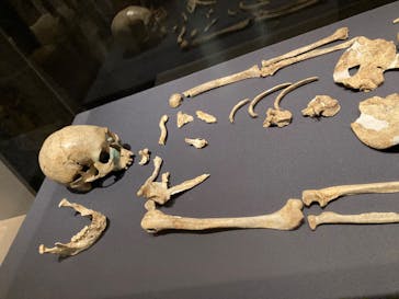 特別展「氷河期展 〜人類が見た4万年前の世界〜」（国立科学博物館）に投稿された画像（2025/9/11）