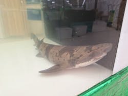 いきもの探検隊に投稿された画像（2025/9/11）