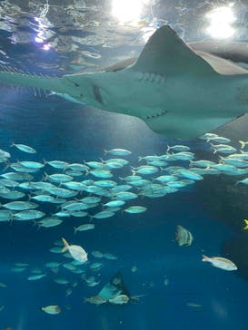 マクセル アクアパーク品川に投稿された画像（2025/9/11）