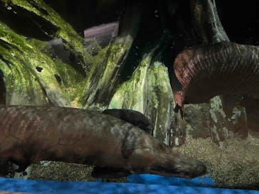 マクセル アクアパーク品川に投稿された画像（2025/9/11）