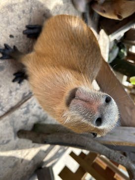 伊豆アニマルキングダムに投稿された画像（2025/9/11）