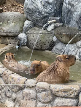 愛媛県立とべ動物園に投稿された画像（2025/9/11）