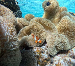 OCEAN LIFE 宮古島に投稿された画像（2025/9/11）